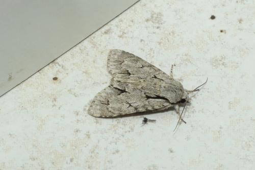 Réf. 183 421 : Acronicta sp.